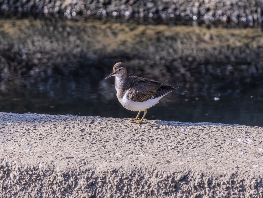 A photograph of a small shorebird with mottled brown and white plumage, standing on a rough-textured concrete surface near a dark body of water. The bird has a slender, slightly curved beak and yellow