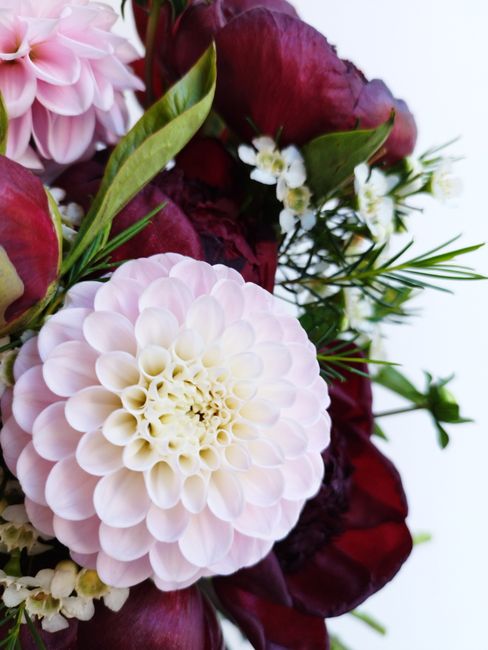 A close-up of a floral arrangement featuring a large, pale pink dahlia with tightly packed, rounded petals, positioned alongside deep burgundy roses with slightly ruffled petals, complemented by sprig